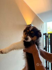 Animali