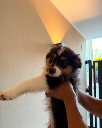 Animali