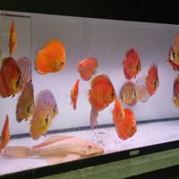 Discus 7 / 18 cm diverse varietà
