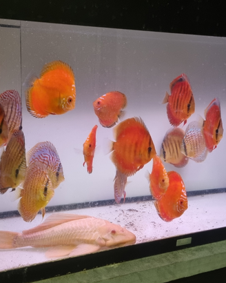 Discus 7 / 18 cm diverse varietà