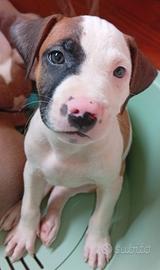 Cucciolo American Pitbull terrier Standart UKC
