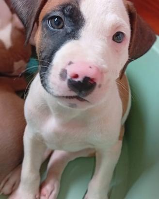 Cucciolo American Pitbull terrier Standart UKC