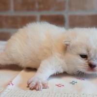 British Shorthair (simile) Blue Point Maschio