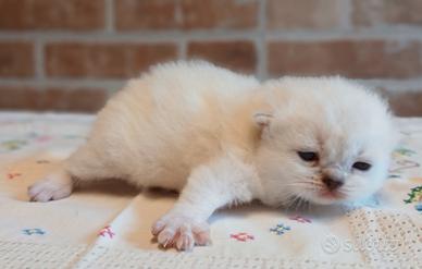 British Shorthair (simile) Blue Point Maschio