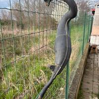 Honda nsr 125 marmitta originale