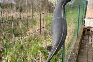 Honda nsr 125 marmitta originale