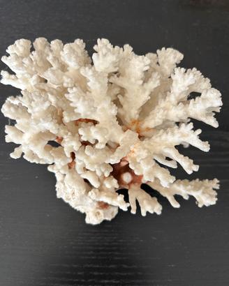 Corallo marino da collezione