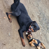 Cuccioli Rottweiler