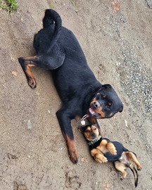 Cuccioli Rottweiler