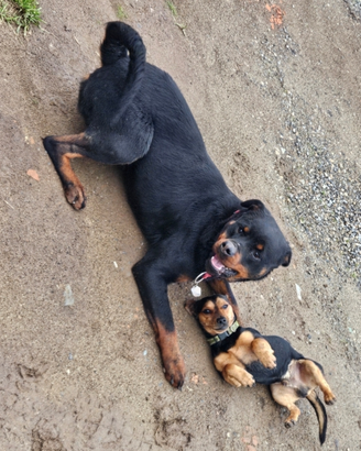 Cuccioli Rottweiler