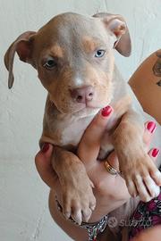 Pitbull