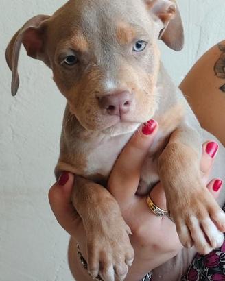 Pitbull