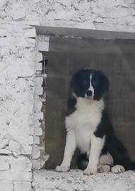 Cucciolo di Border Collie