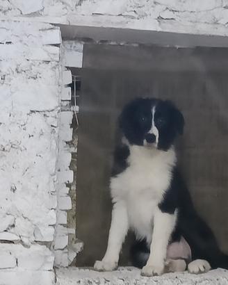 Cucciolo di Border Collie