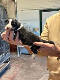 Cuccioli di border collie