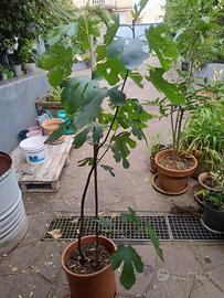 albero di fico 