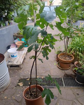 albero di fico 