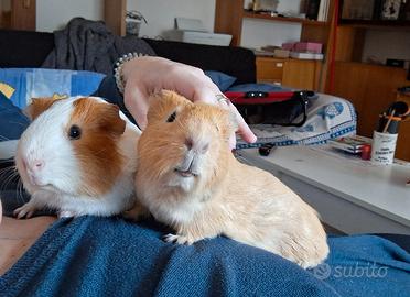 PORCELLINI D'INDIA con gabbia e accessori