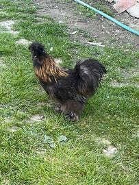 Galli moroseta silkie americana