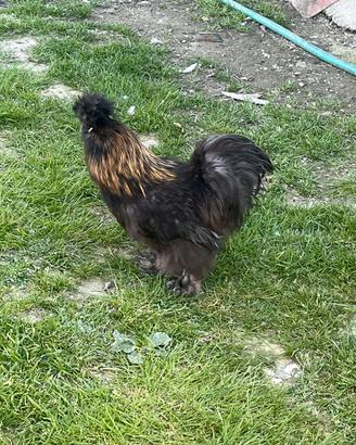 Galli moroseta silkie americana