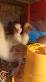 Pulcini di ocha romagnola