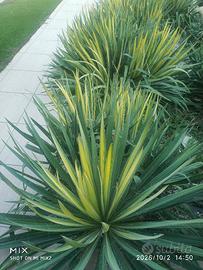 Yucca filamentosa variegata. Pregiati  esemplari 