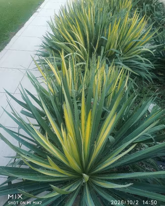 Yucca filamentosa variegata. Pregiati  esemplari 