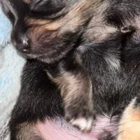 Cucciolo di chiwawa a pelo lungo