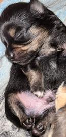 Cucciolo di chiwawa a pelo lungo