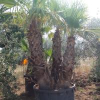 Washington di qualunque altezza alberi di olive