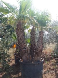 Washington di qualunque altezza alberi di olive