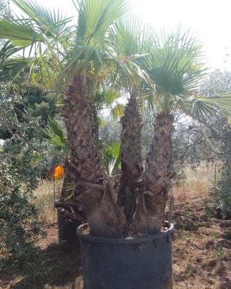 Washington di qualunque altezza alberi di olive