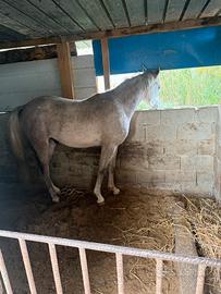 Puledro arabo 2 anni documenti anica