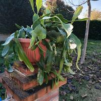 pianta verde 