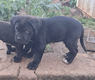 Cucciolo cane corso