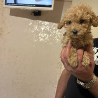 Disponibili cuccioli barboncino toy