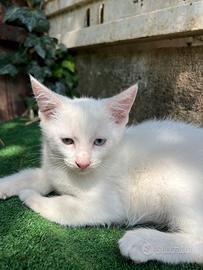 Gatto eterocromatico cucciolo