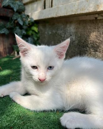 Gatto eterocromatico cucciolo