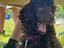 Immagine 4