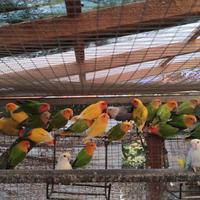 Inseparabili roseicollis