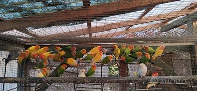 Inseparabili roseicollis