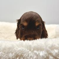 Cuccioli di Cocker Spaniel Inglese con Pedigree