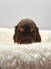 Cuccioli di Cocker Spaniel Inglese con Pedigree