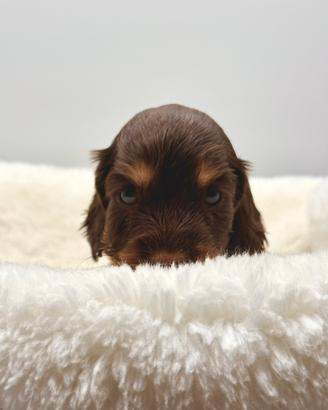 Cuccioli di Cocker Spaniel Inglese con Pedigree