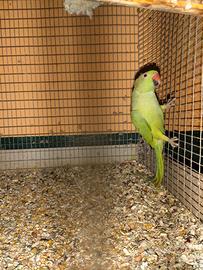 Parrocchetto dal collare