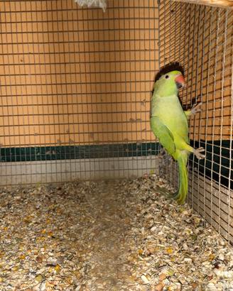 Parrocchetto dal collare