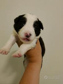 Border collie cuccioli litter K 2026