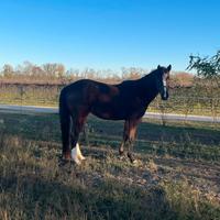 Purosangue Inglese x Paint