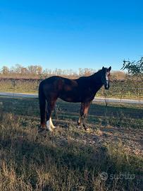 Purosangue Inglese x Paint