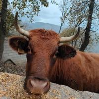 Vacca Limousine x pezzata rossa con vitellino